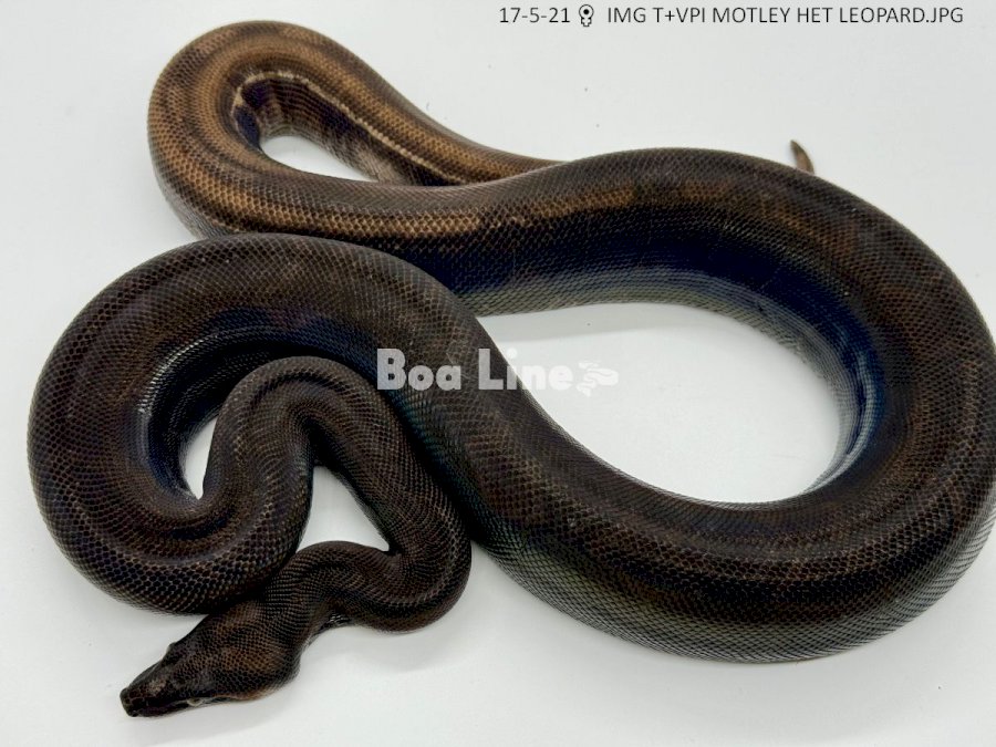 IMG T+VPI MOTLEY HET LEOPARD